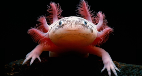 39091995-axolotl-wallpapers_med_hr