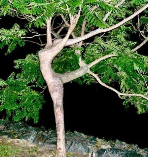 9.-Dancing-Tree
