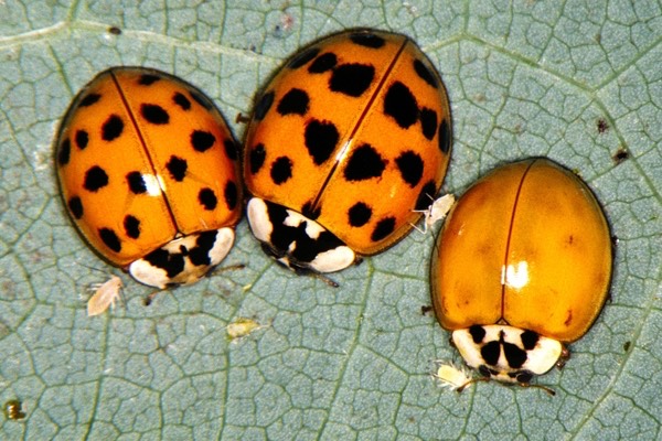 Mult Asian lady beetle- Jim Kalisch.jpg