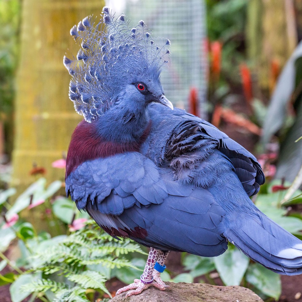 close-up-of-a-beautiful-victoria-crowned-pigeon--goura-cristata--828667640-5af673af04d1cf003666d872
