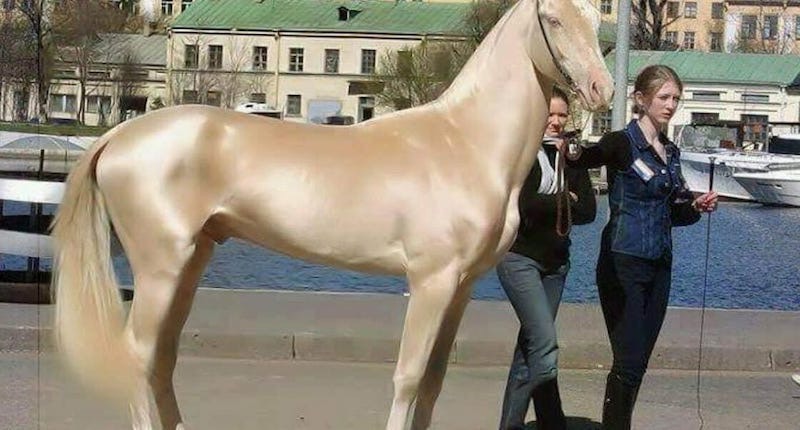 cropped-goldenhorse