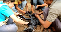 dog falls in tar