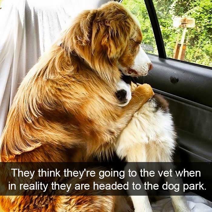 funniest-dogs-in-the-world_med_hr-2
