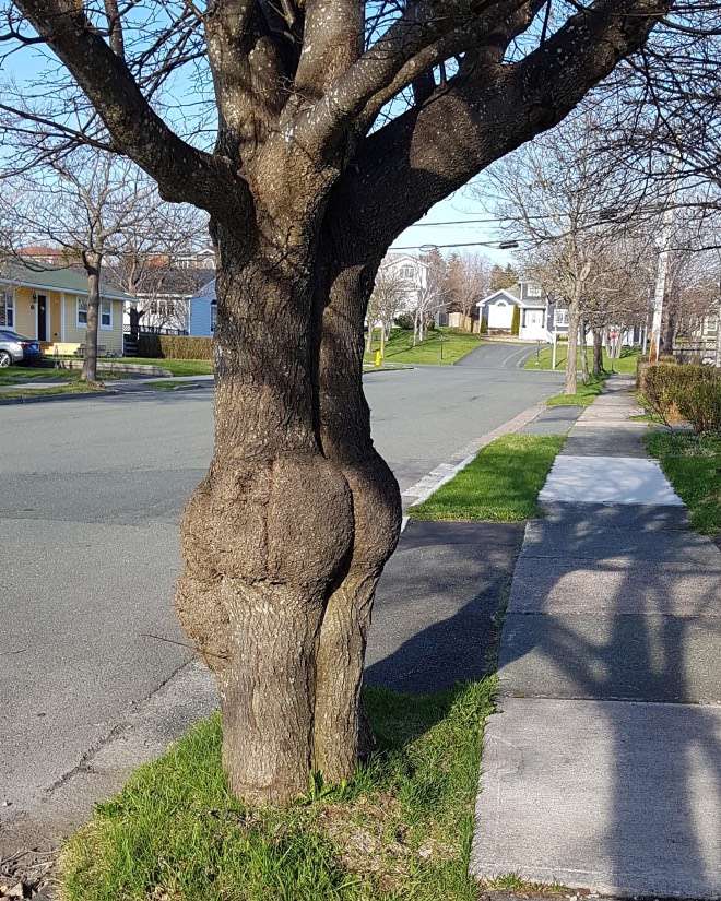 funny-tree1