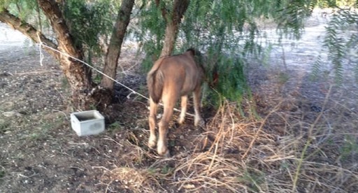 Police Find Abandoned Pony Tied To A Tree, Take A Closer Look And Understand Why It Refuses To Turn Around