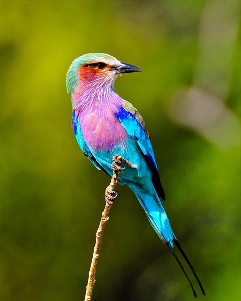 lilac-breasted-roller-5
