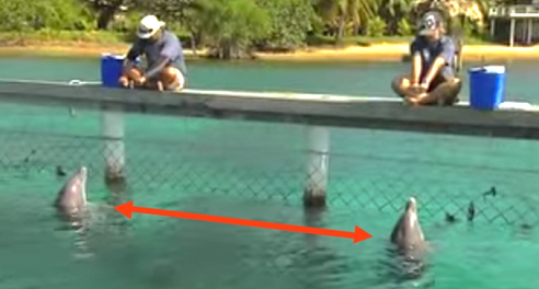 dolphin fish catching trick