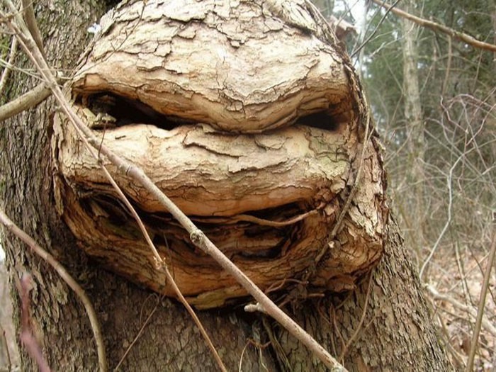 pareidolia-trees-look-like-something-else-157-59e754d17bf5c__700