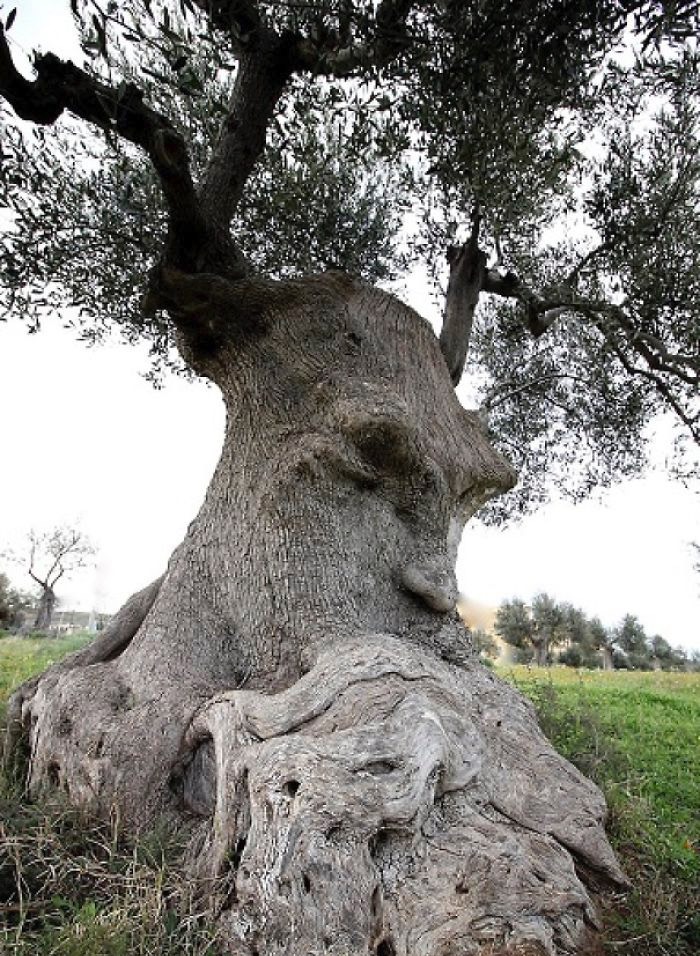 pareidolia-trees-look-like-something-else-12-59e7636124bd4__700