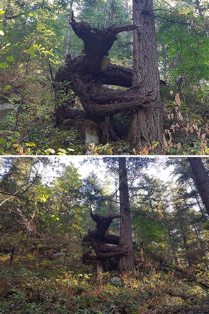 pareidolia-trees-look-like-something-else-2-59e71f64527ee__700