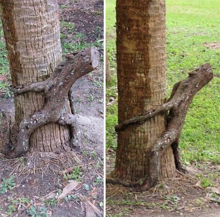 Pareidolia-Trees-Look-Like-Something-Else-1-59e739b38af51__700