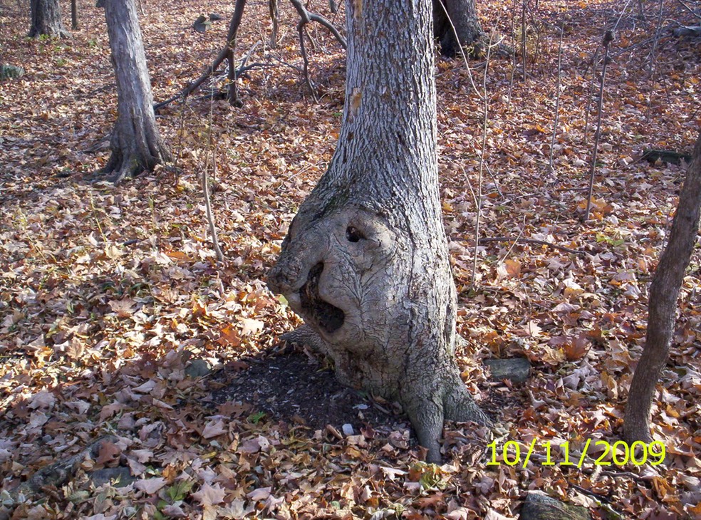 Tree_with_face