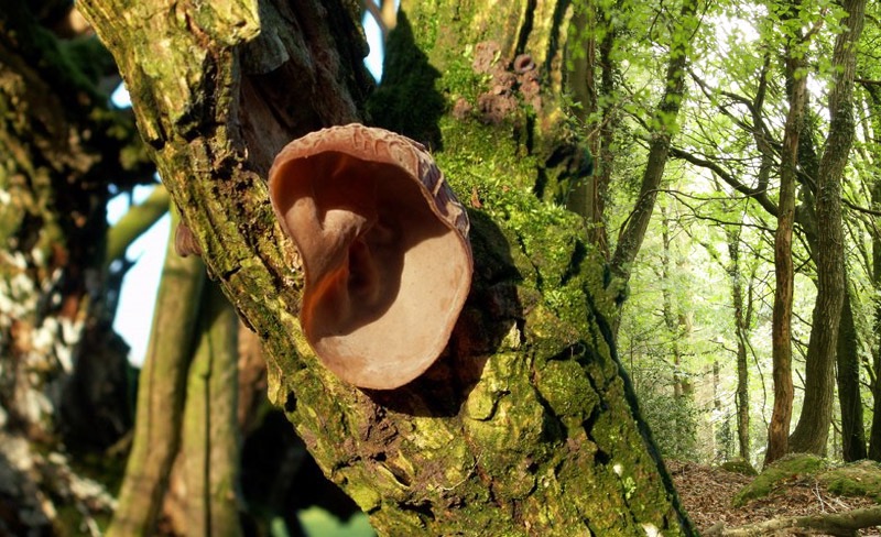 wood-ear-auricularia-auricula-judae